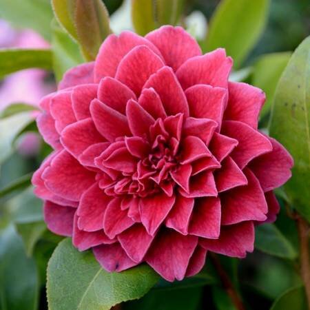 Camellia classique Manuroa Road 12 Litre