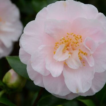 Camellia classique Virginia Robinson 20 Litre