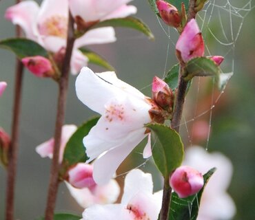 Camellia Cupido 3 Litre