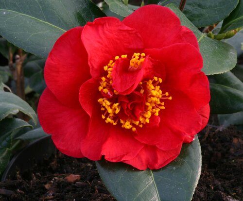 Camellia Dr Burnside 4 litre