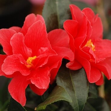 Camellia Freedom Bell 4 Litre