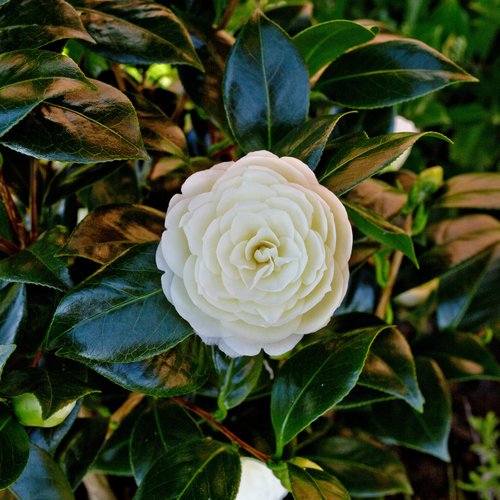 Camellia Golden Anniversary 4 litre