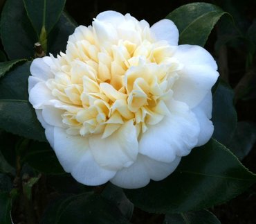 Camellia Jury's Yellow 4 litre