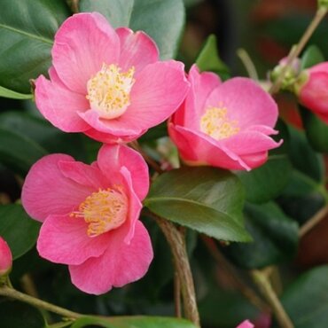 Camellia Koto No Kaori 4 Litre