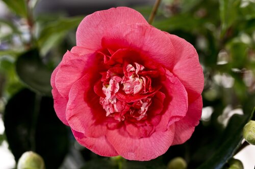 Camellia R. L. Wheeler 4 litre