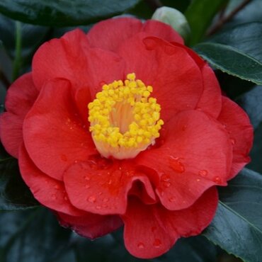 Camellia San Dimas 4 Litre