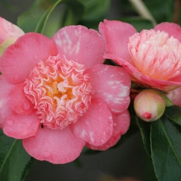 Camellia sasanqua Baby Sis Pink 8 Litre