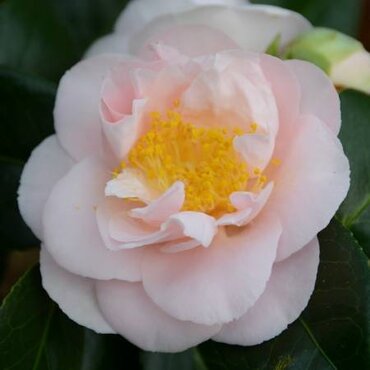 Camellia sasanqua Coco 20 Litre