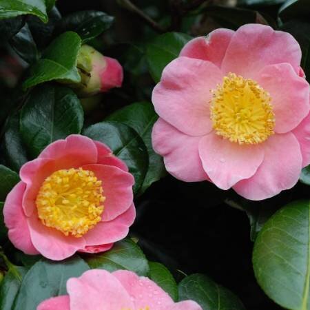 Camellia sasanqua Goshozakura 20 Litre