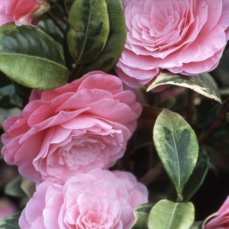 Camellia sasanqua Kerguelen 4 Litre