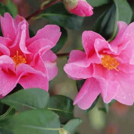 Camellia sasanqua Lucky Star 8 Litre