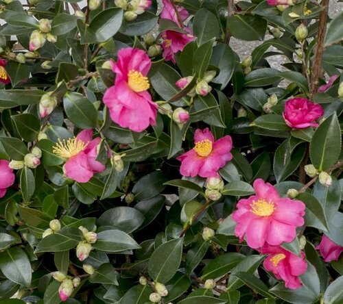 Camellia sasanqua Mix 19cm - image 2