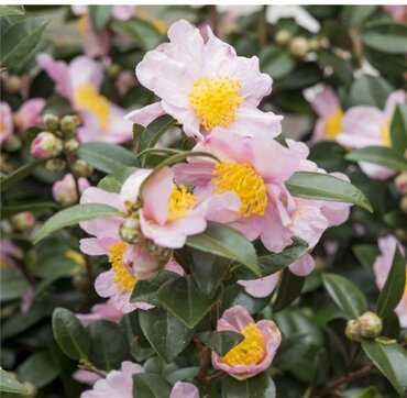 Camellia sasanqua Mix 19cm - image 1