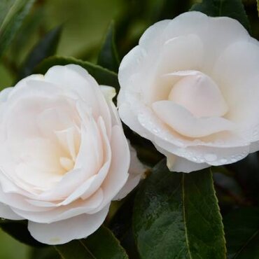 Camellia sasanqua Saint Jaoua 8 Litre