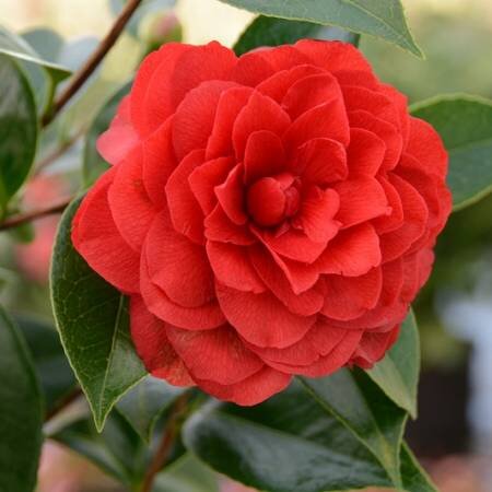 Camellia sasanqua Stromboli 8 Litre