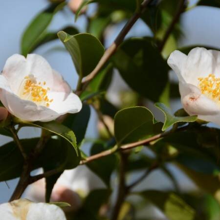 Camellia sasanqua Terres Australes 20 Litre