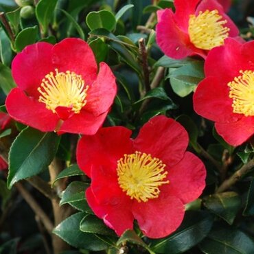 Camellia sasanqua Yuletide 12 Litre