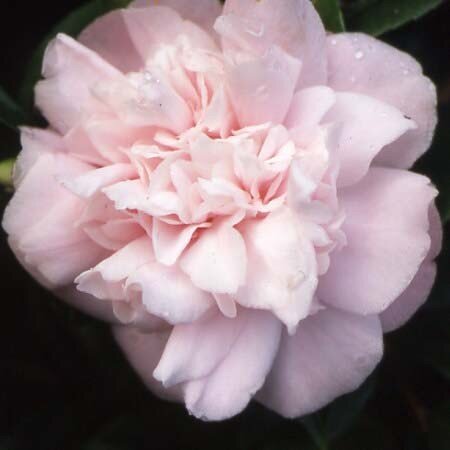 Camellia Sweet Emily Kate 4 Litre