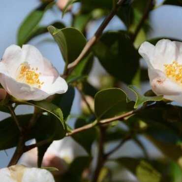 Camellia Terres Australes 8 Litre