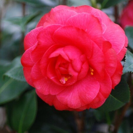 Camellia Winter Gem 4 Litre