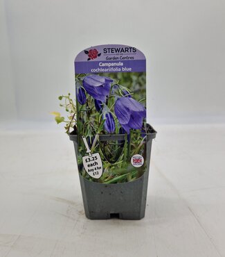 Campanula Cochleariifolia Blue 9cm