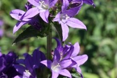 Campanula Glomerata Superba 2 Litre