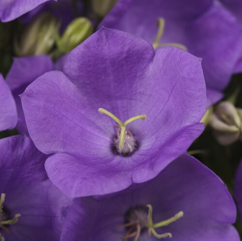 Campanula rapido Blue 2 Litre