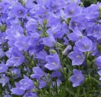 Campanula Takion Blue 3 Litre