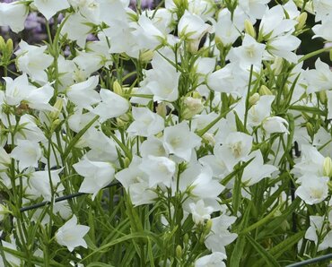 Campanula Takion White 2 Litre