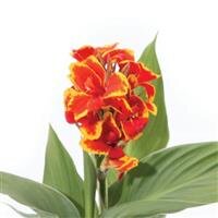 Canna Cannova Red Golden Flame 2 Litre