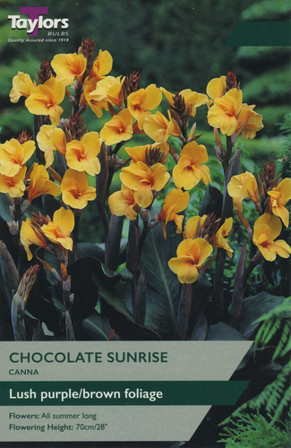 Canna Chocolate Sunrise