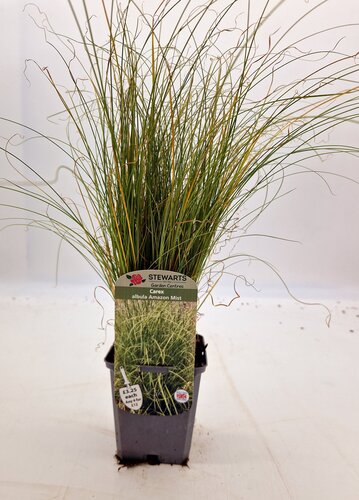 Carex Albula Amazon Mist 9cm