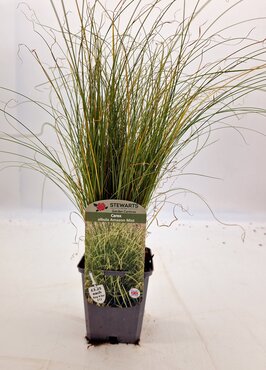 Carex Albula Amazon Mist 9cm