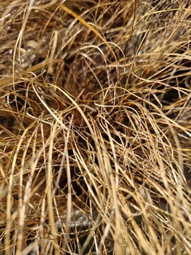 Carex Comans Bronze 11cm