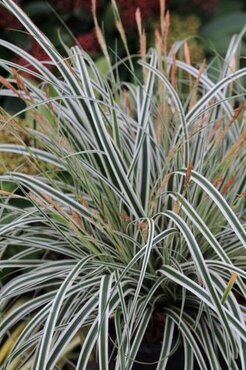 Carex 'Everest' 2 Litre