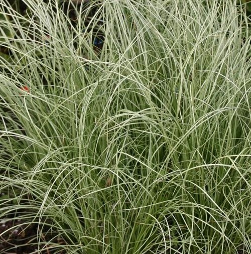 Carex Frosted Curls 11cm