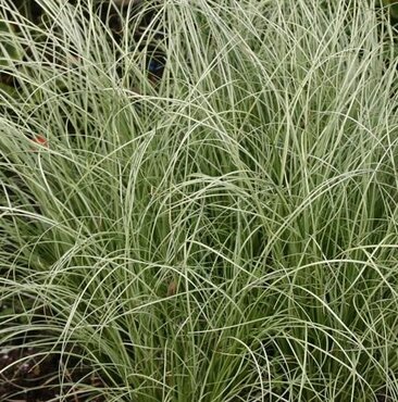 Carex Frosted Curls 11cm