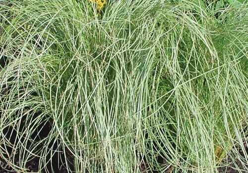 Carex 'Frosted Curls' 2 Litre