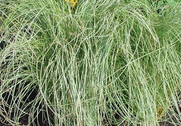 Carex 'Frosted Curls' 2 Litre