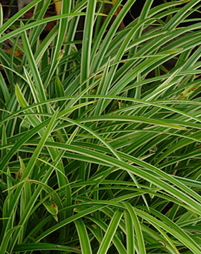 Carex 'Ice Dance' 2 Litre