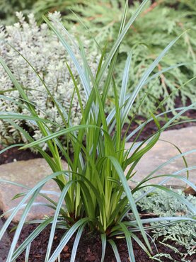 Carex Irish Green 5 Litre