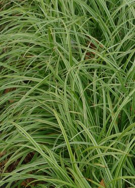 Carex Silver Sceptre 2 Litre