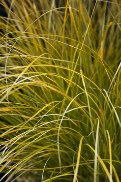 Carex testacea 2 Litre