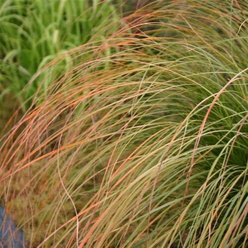 Carex testacea 'Prairie Fire' 2 Litre