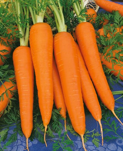 Carrots Early Nantes 6 Pack