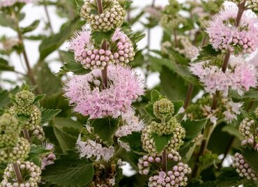 Caryopteris Clandonensis Pink Perfection 3L