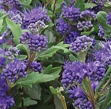 Caryopteris Grand Bleu 2.3 Litre