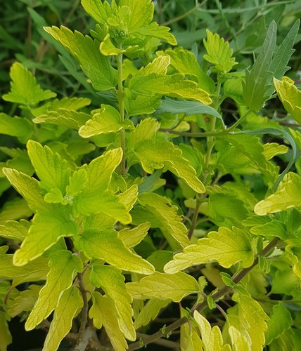 Caryopteris Hints Of Gold 3 litre