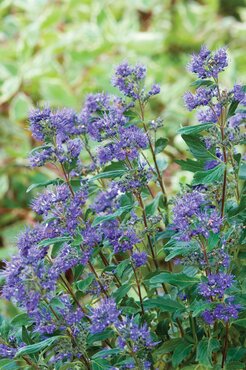 Caryopteris Kew Blue 3 litre