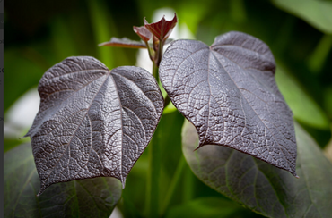 Catalpa Purpurea 12 Litre